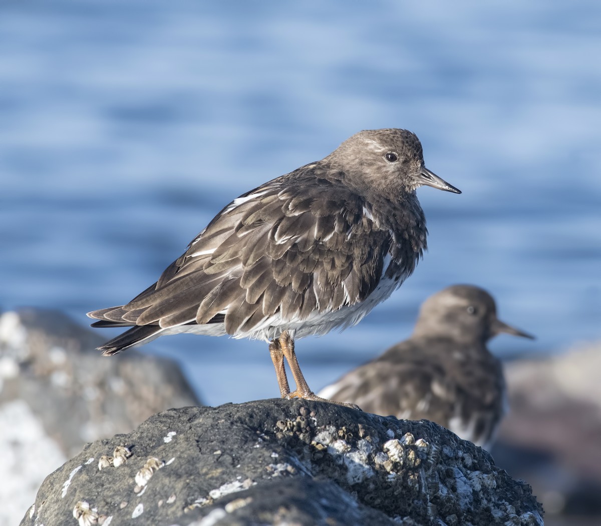 Black Turnstone - Carl Giometti 🍹