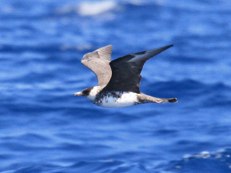 Pomarine Jaeger - ML35109661