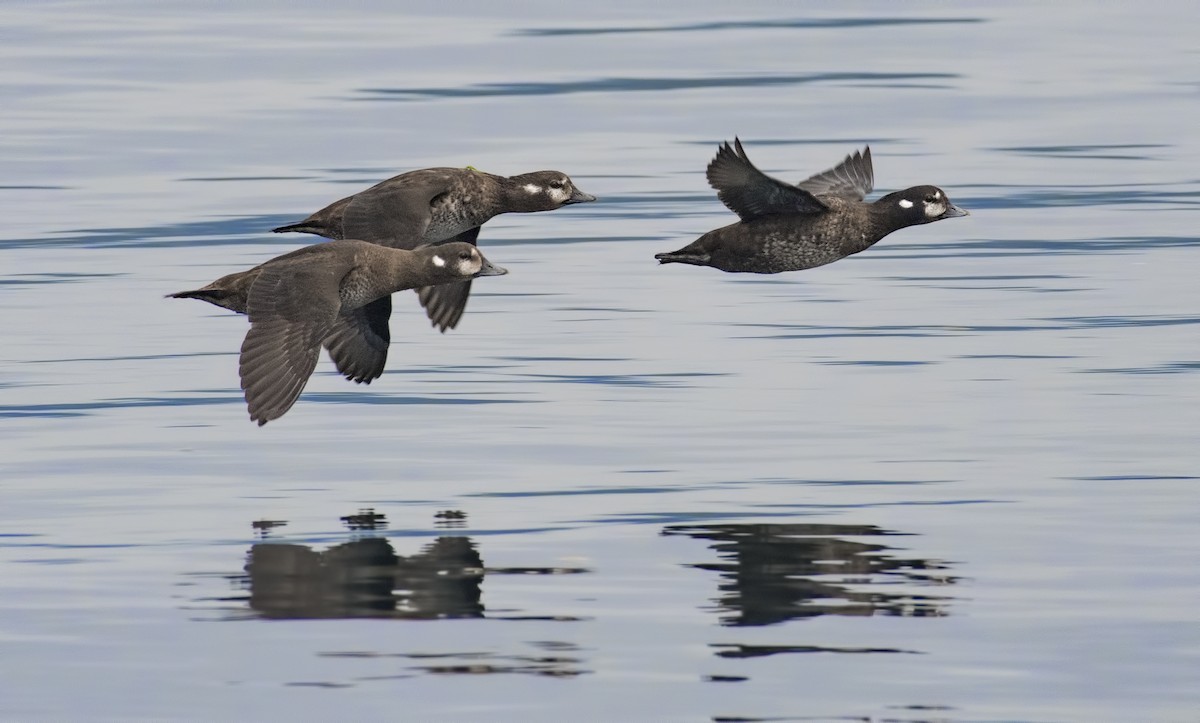 Harlequin Duck - Carl Giometti 🍹