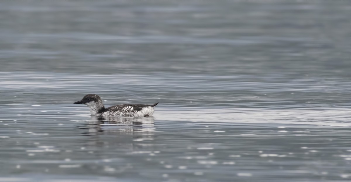 Pigeon Guillemot - Carl Giometti 🍹