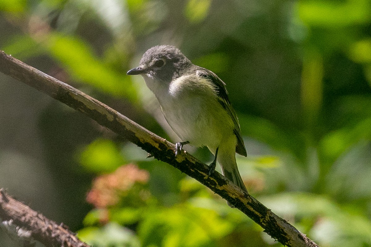 Cassin's Vireo - ML351101611