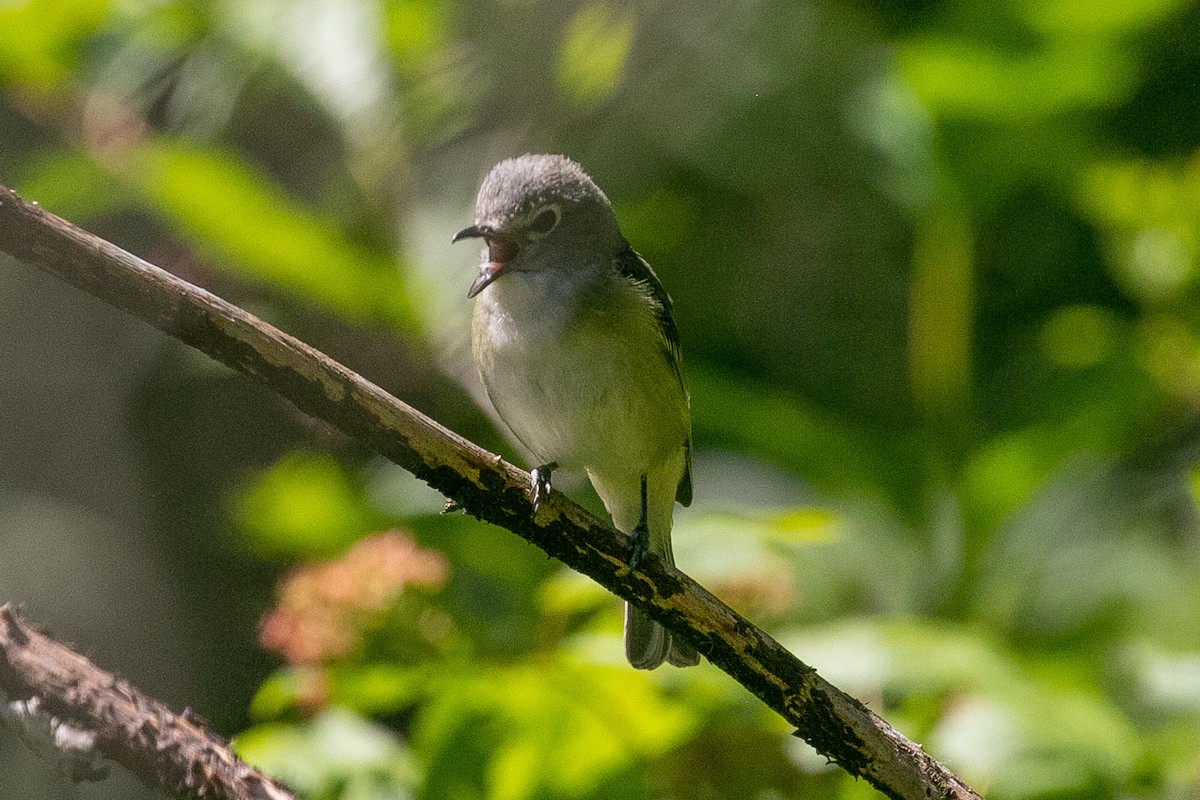 Cassin's Vireo - ML351101621