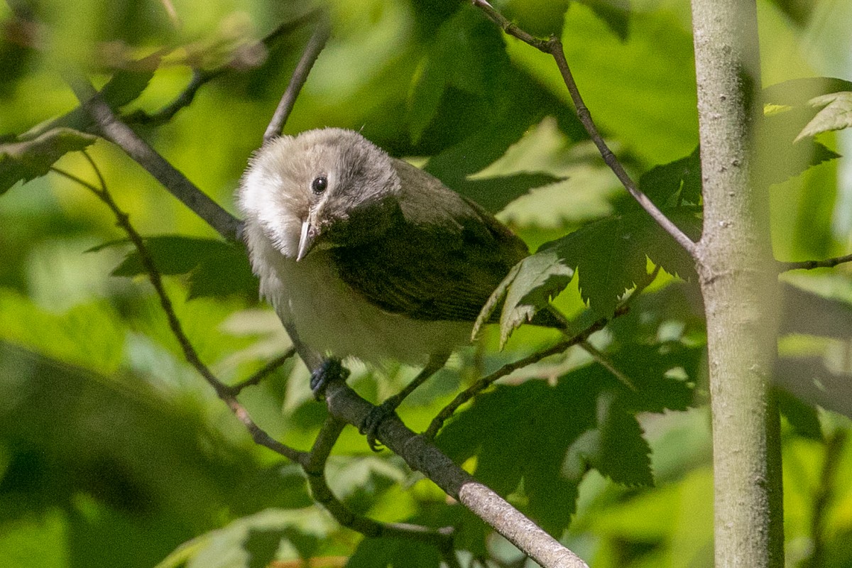 Warbling Vireo - ML351101681