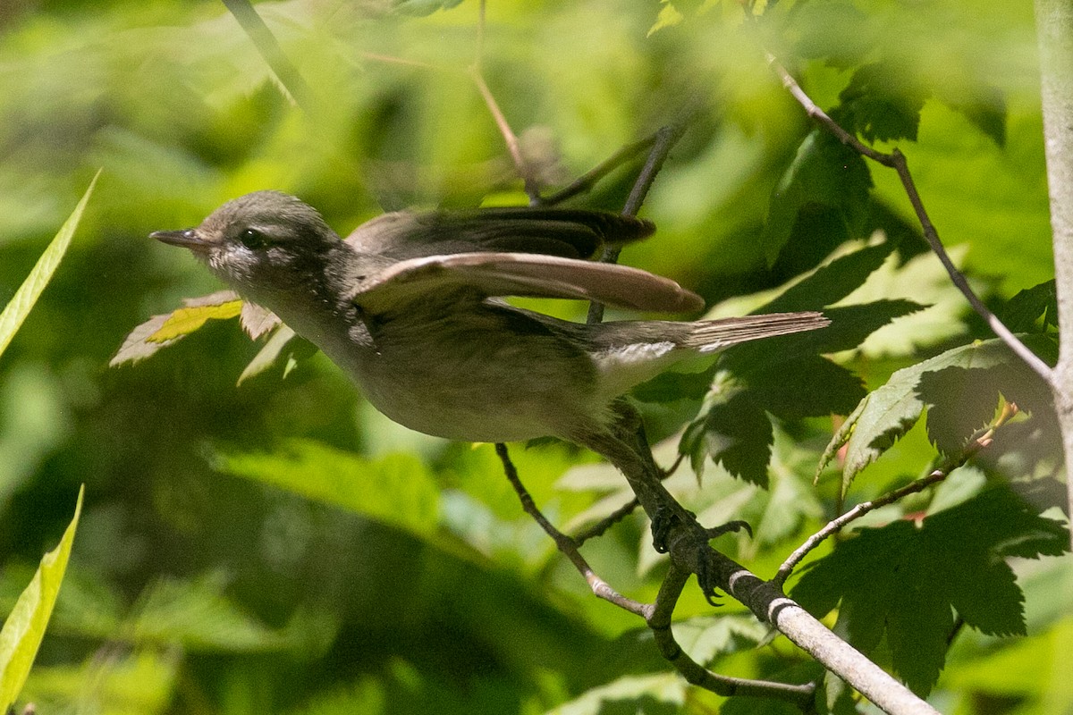 Warbling Vireo - ML351101691