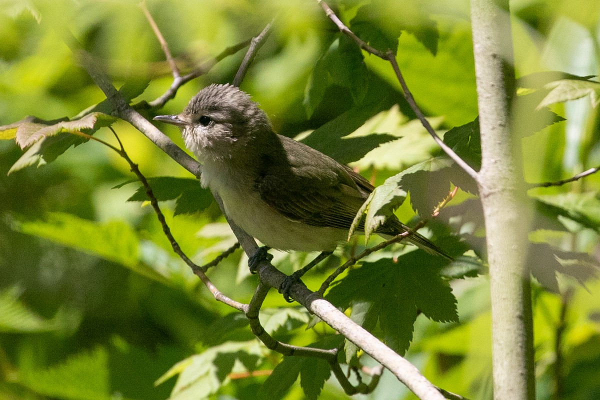 Warbling Vireo - ML351101701