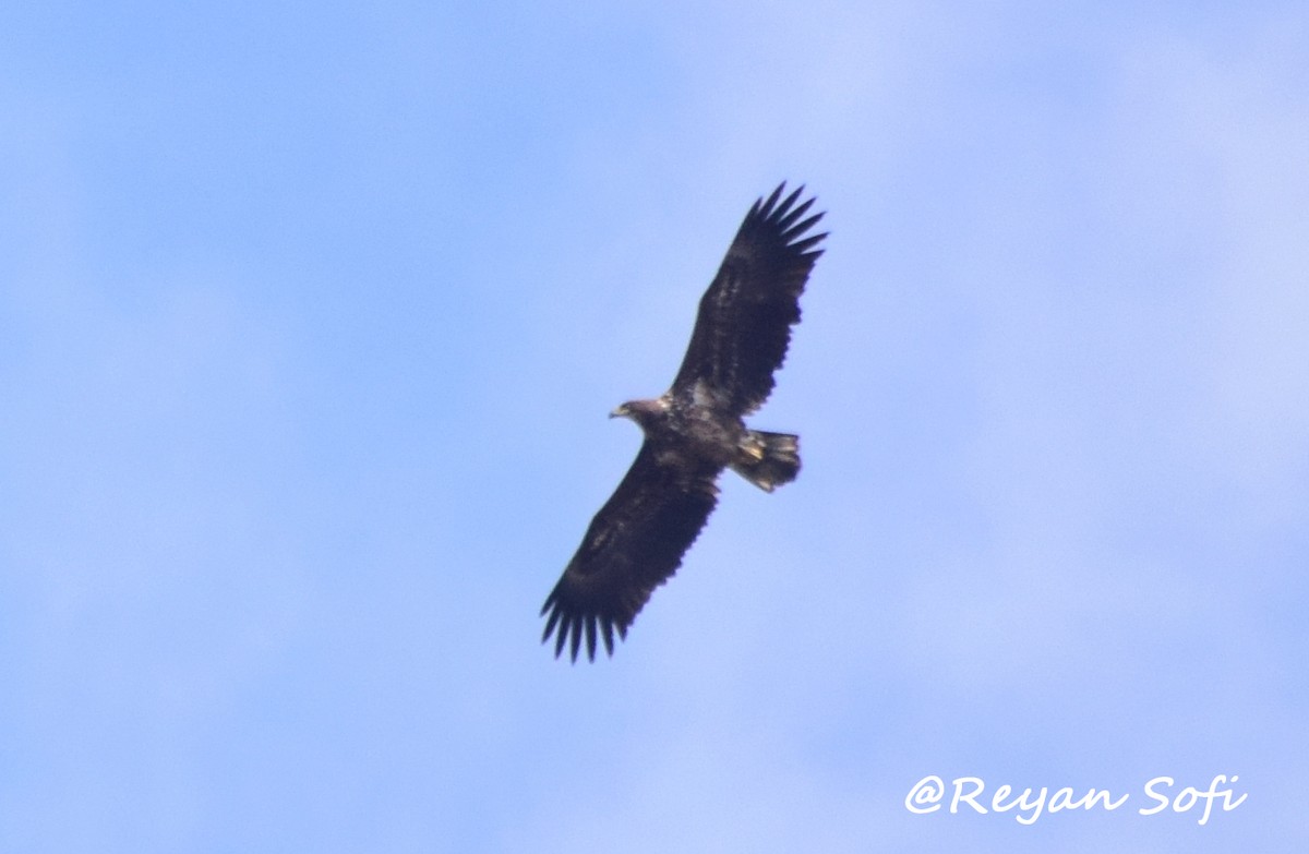 White-tailed Eagle - ML351102791