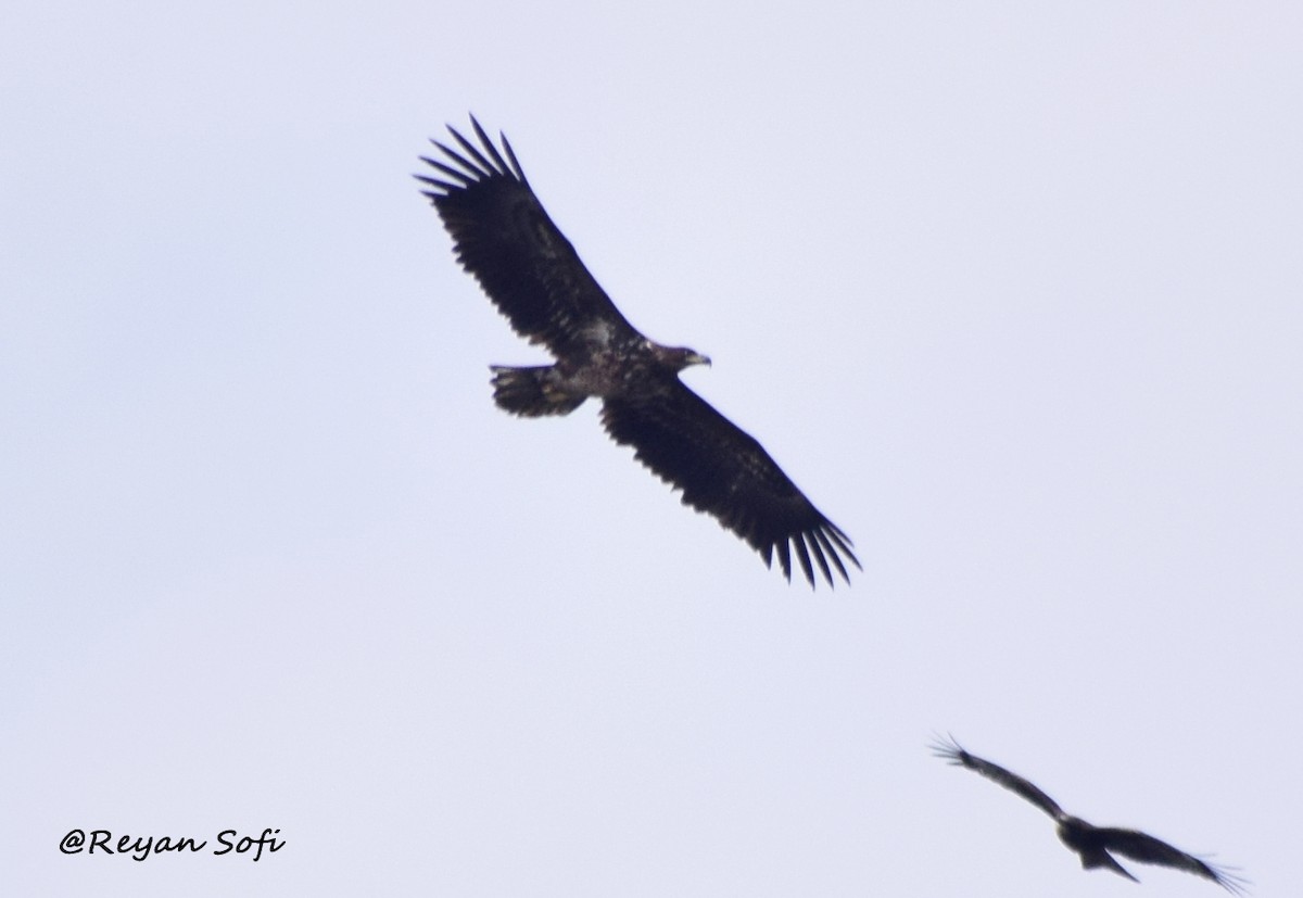 White-tailed Eagle - Reyan sofi