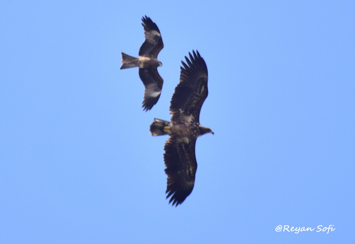 White-tailed Eagle - ML351102851