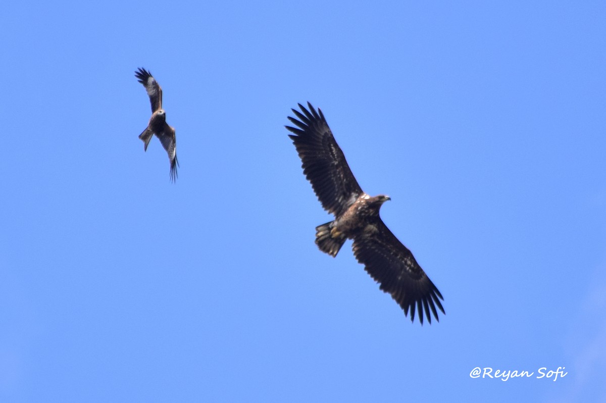 White-tailed Eagle - ML351102891