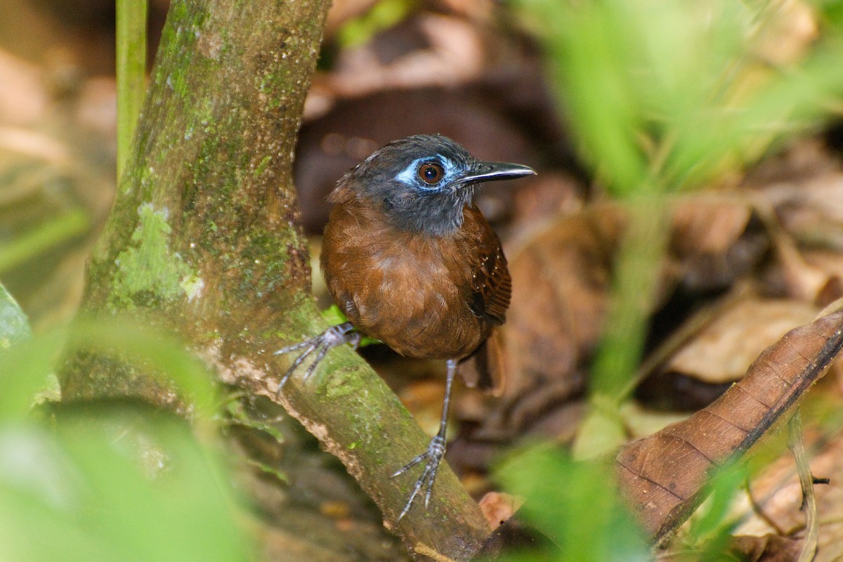 Chestnut-backed Antbird - Christian Nunes