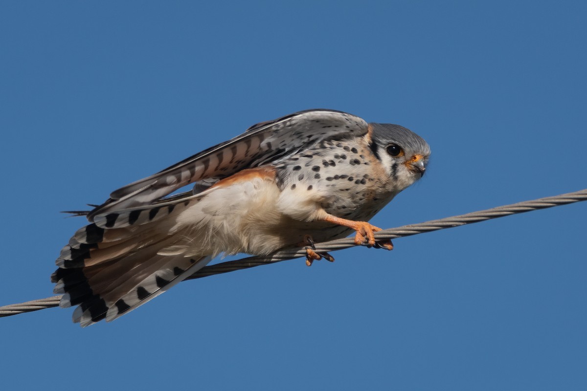 American Kestrel - ML351104641