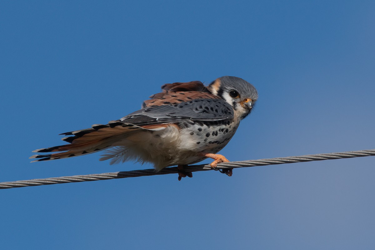 American Kestrel - Pablo Re