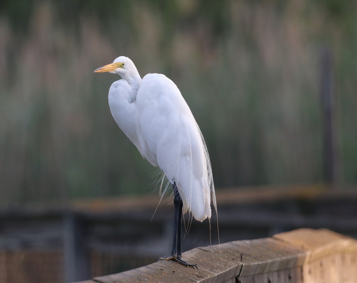 Great Egret - Mike Mencotti