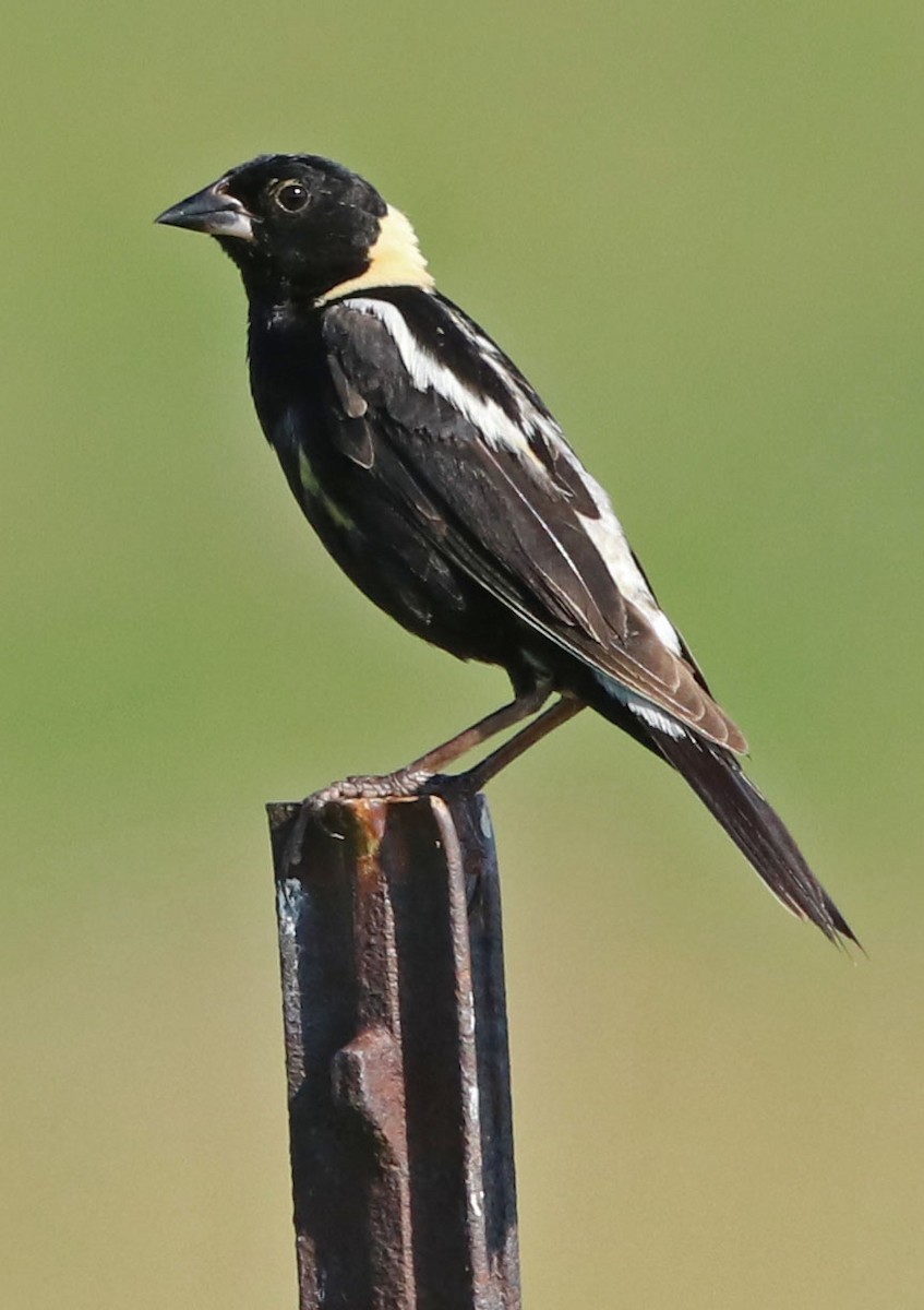 Bobolink - Dick Bierman