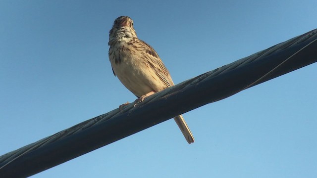 Vesper Sparrow - ML351106391