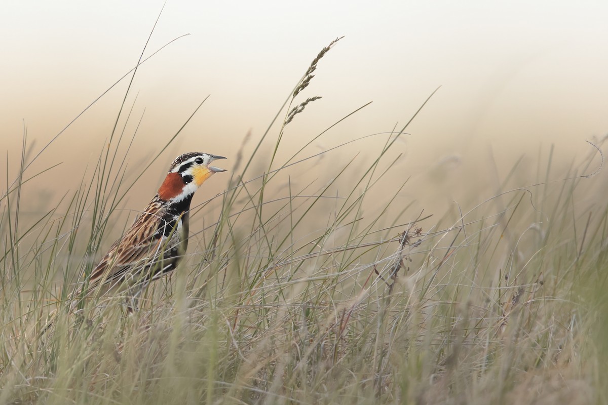 Chestnut-collared Longspur - Tony Dvorak