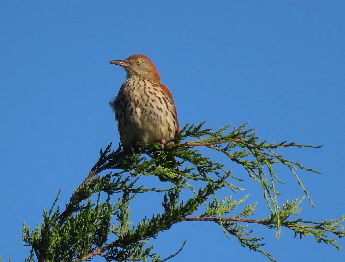 Brown Thrasher - ML351108081