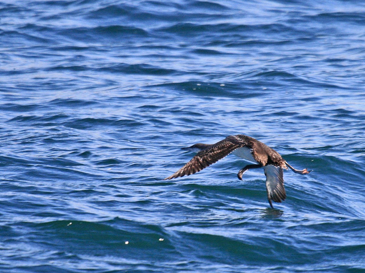 Pacific Loon - ML35110831