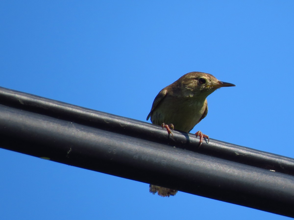 Northern House Wren - ML351108721