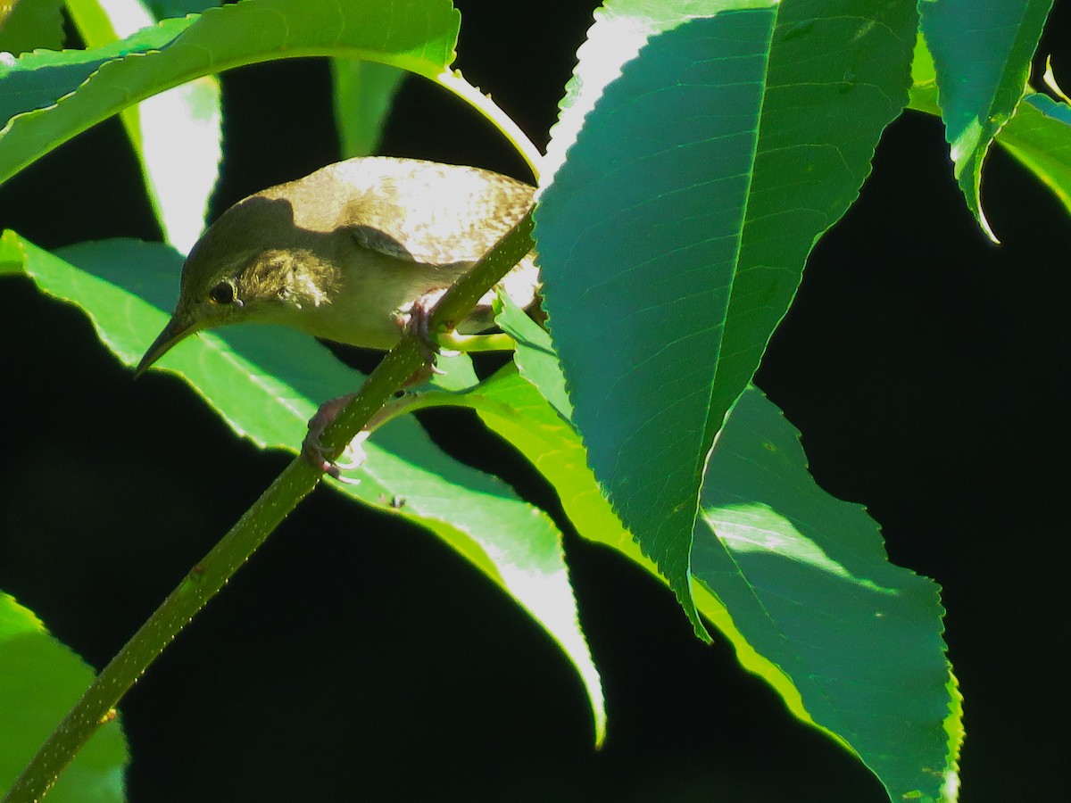 Northern House Wren - ML351108731