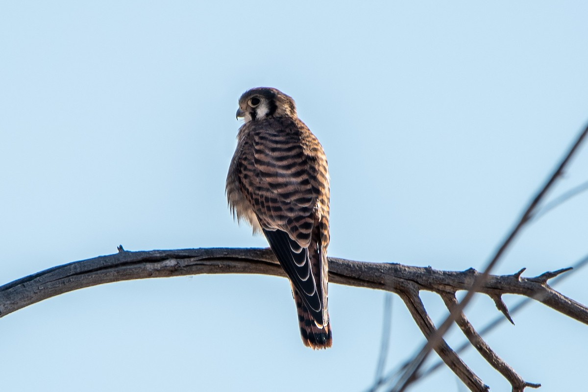 American Kestrel - ML351110301