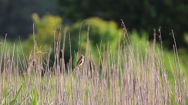 Oriental Reed Warbler - ML351112691