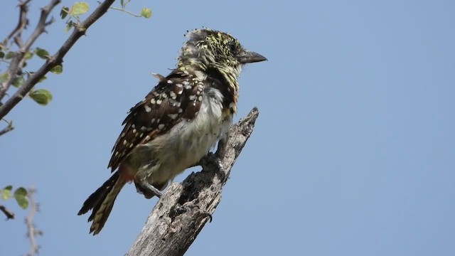 D'Arnaud's Barbet (Usambiro) - ML351114291