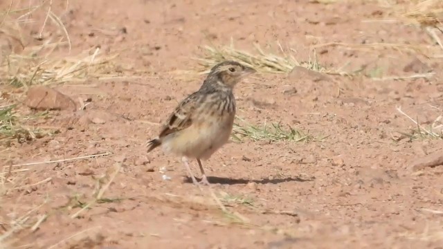 White-tailed Lark - ML351114421