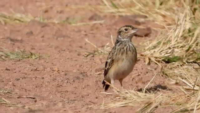 White-tailed Lark - ML351114581