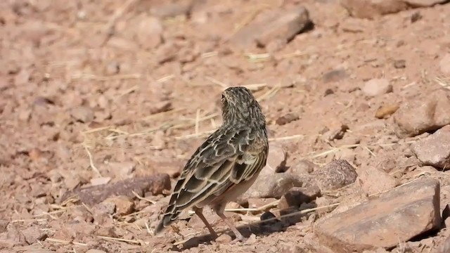 White-tailed Lark - ML351114611