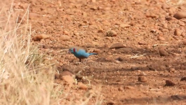 Red-cheeked Cordonbleu - ML351114871