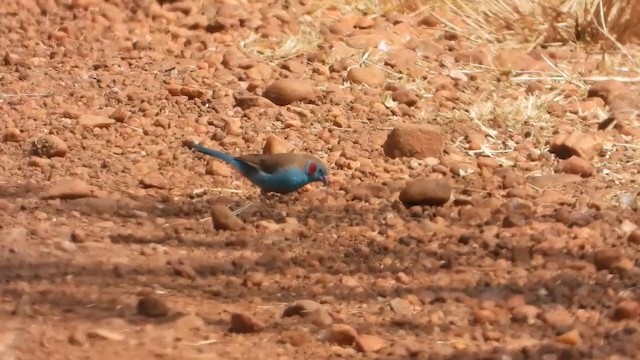 Red-cheeked Cordonbleu - ML351114891