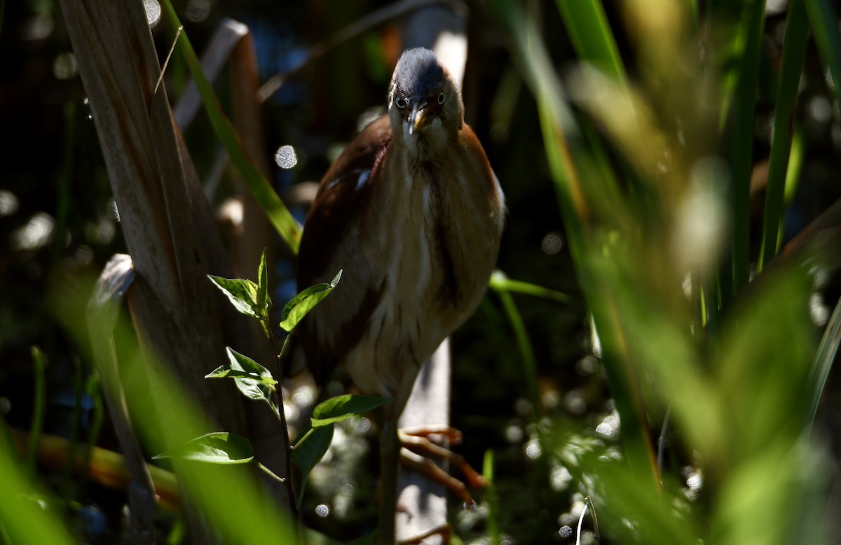 Least Bittern - ML351114991