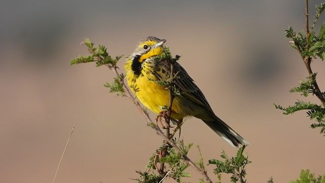 Yellow-throated Longclaw - ML351115041