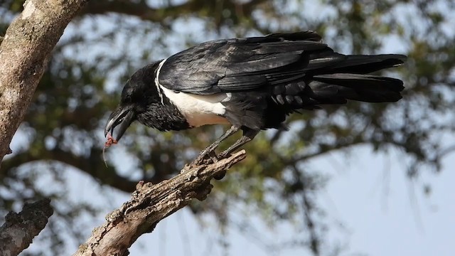 Pied Crow - ML351116421