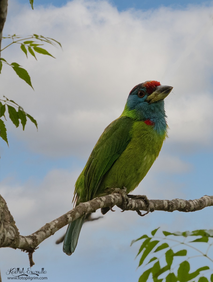 Blue-throated Barbet - ML351116631