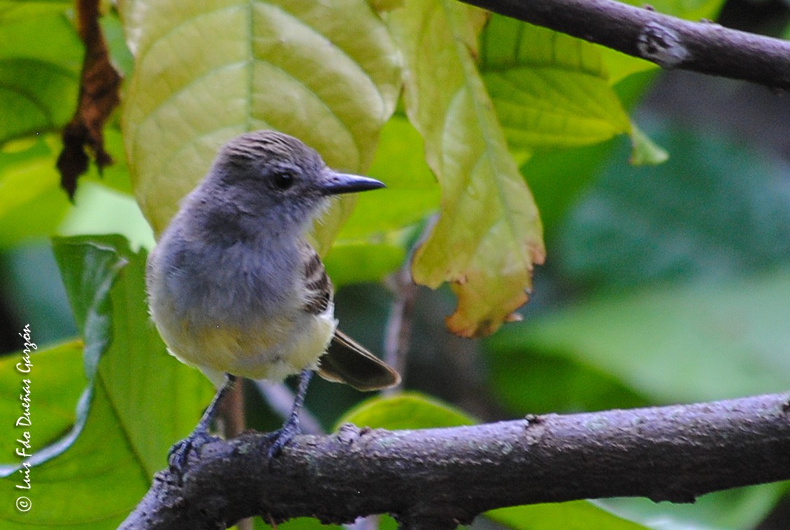 Apical Flycatcher - ML351116691