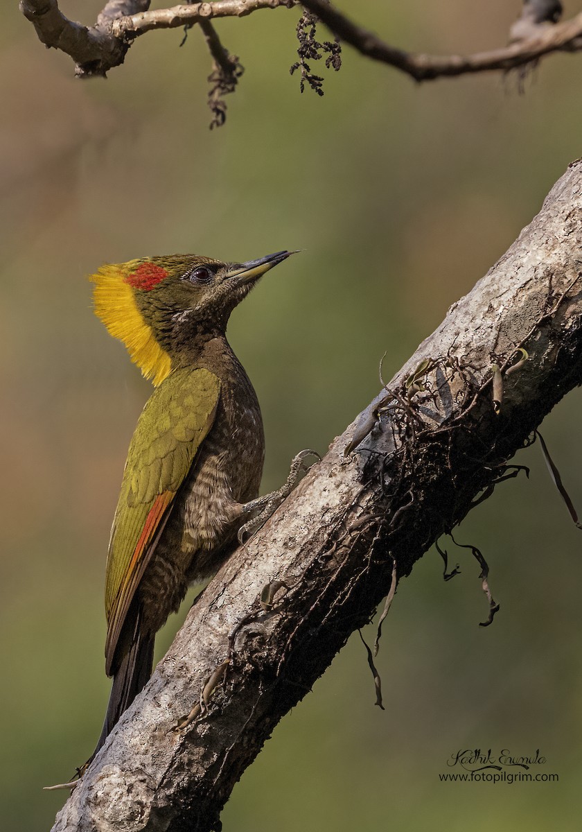 Lesser/Greater Yellownape - Karthik Enumulla