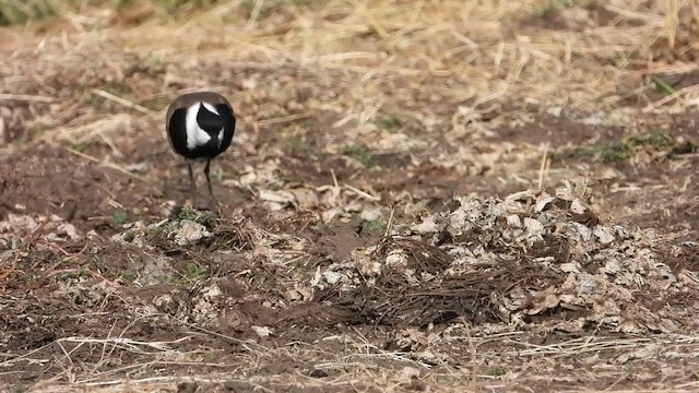 Spur-winged Lapwing - ML351117491