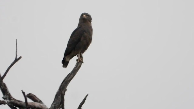 Banded Snake-Eagle - ML351118301