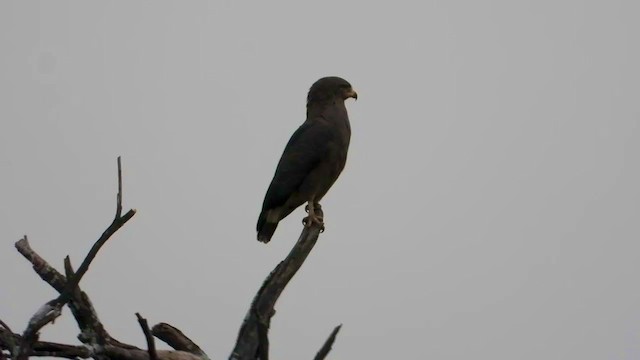 Banded Snake-Eagle - ML351118341