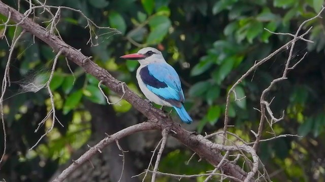 Woodland Kingfisher - ML351118391