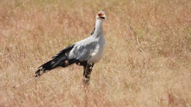 Secretarybird - ML351119141