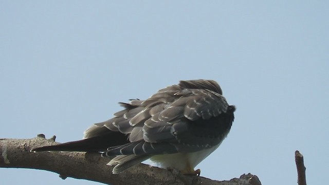 Black-winged Kite - ML351120961