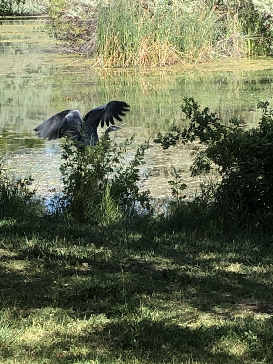 Great Blue Heron - ML351121301