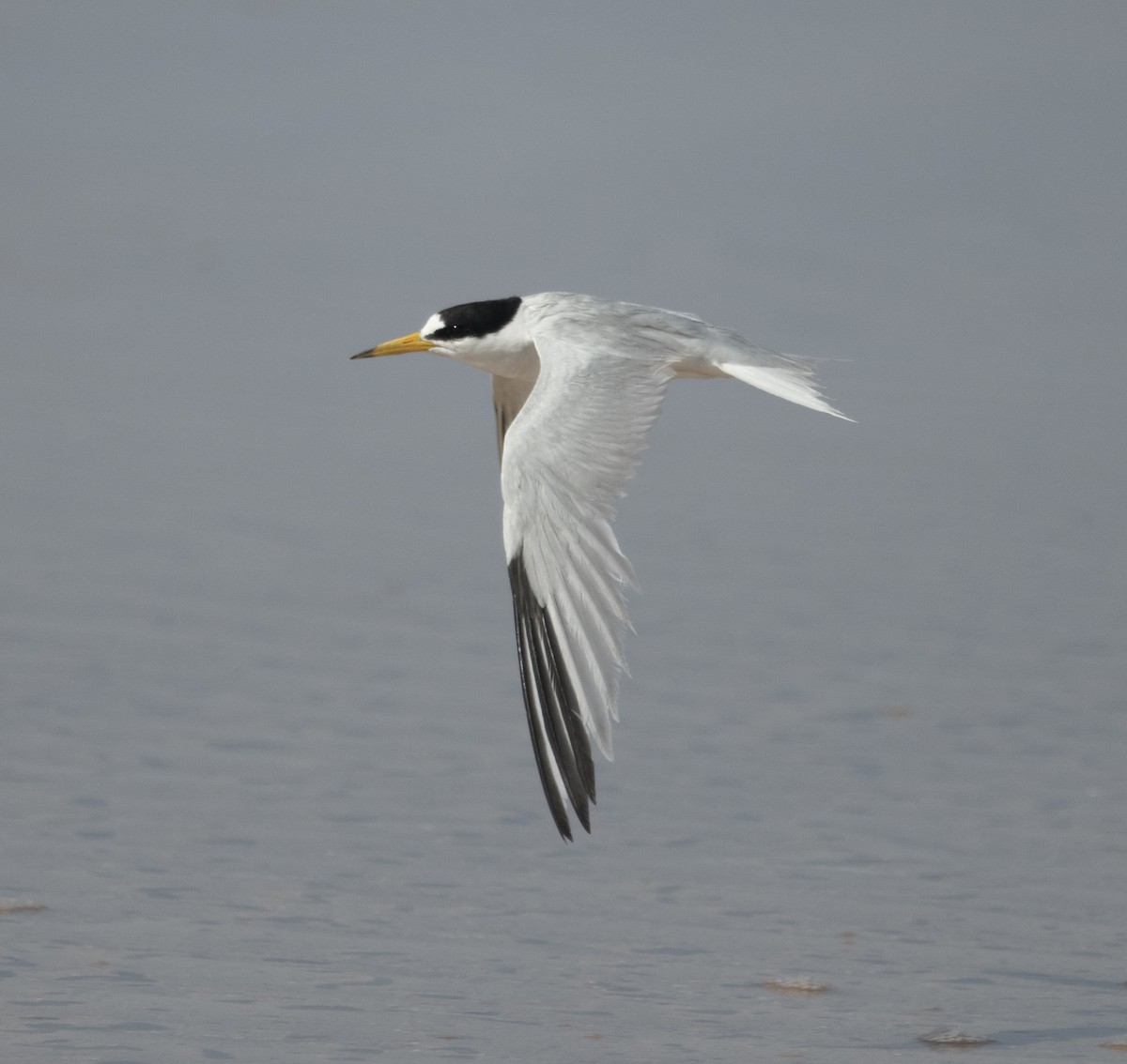 Saunders's Tern - David Darrell-Lambert