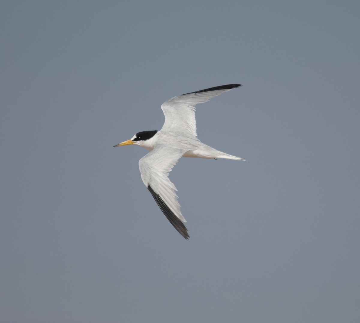 Saunders's Tern - ML351122101