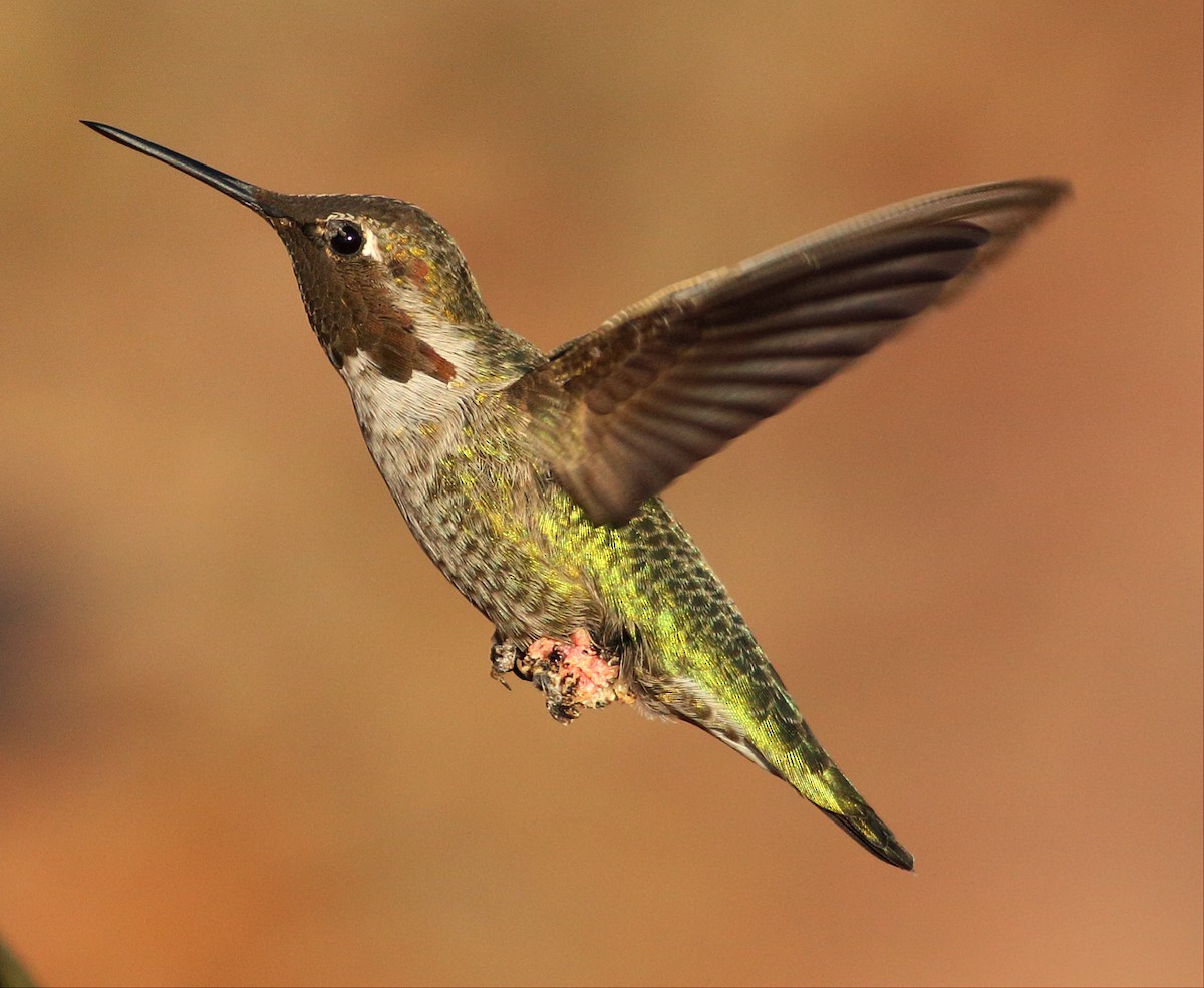 Anna's Hummingbird - ML35112351