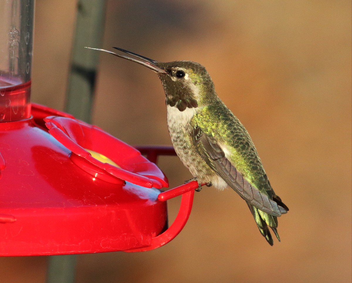 Colibrí de Anna - ML35112371