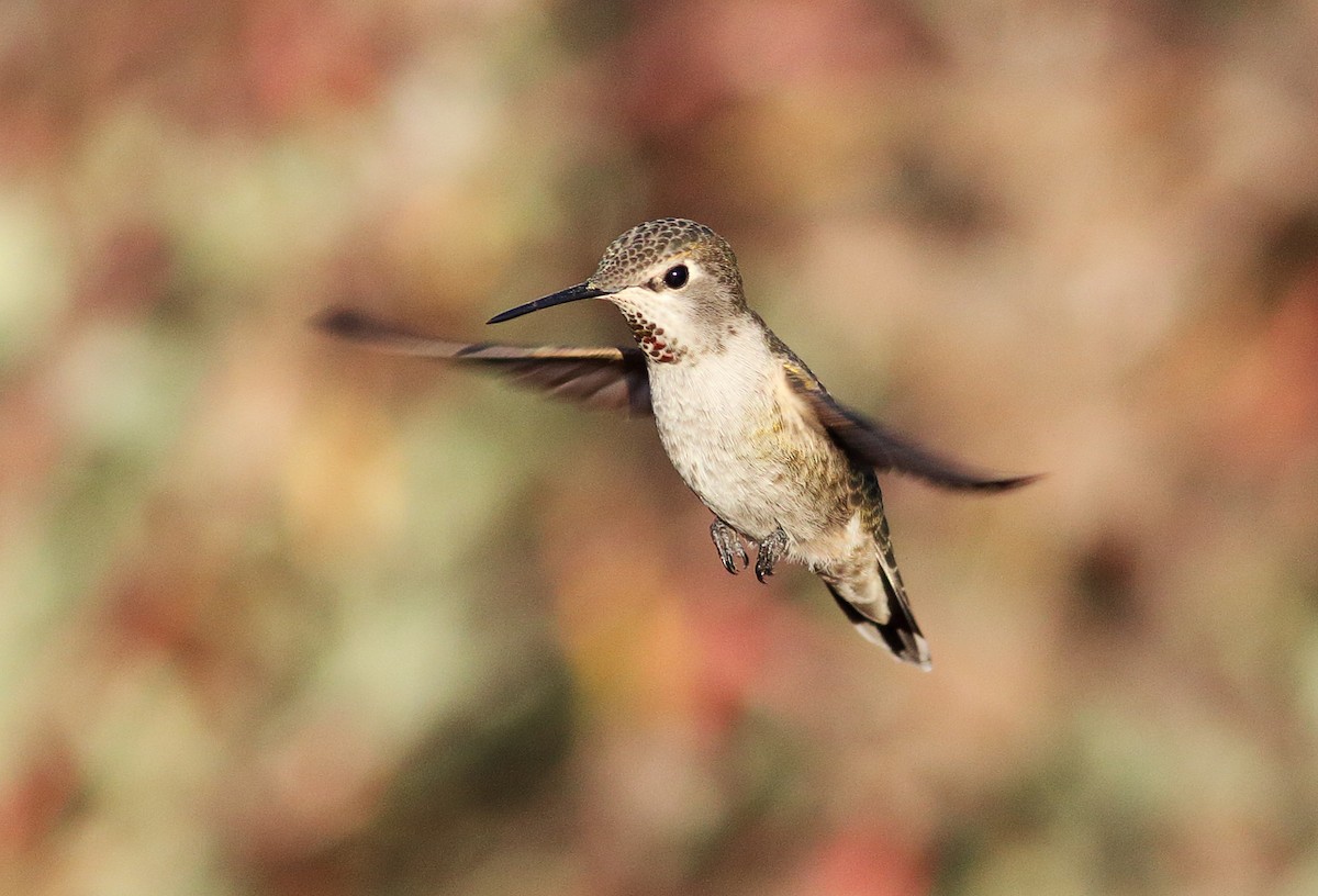 Anna's Hummingbird - ML35112381